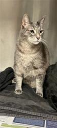 Shelter Stray Male Cat last seen , 14409 Vanowen St, Van Nuys, CA 91405, USA