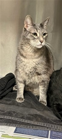 Shelter Stray Male Cat last seen , 14409 Vanowen St, Van Nuys, CA 91405, USA