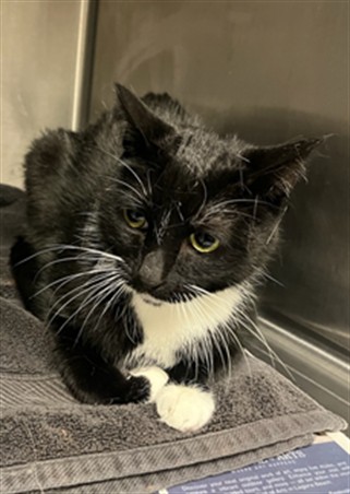 Shelter Stray Male Cat last seen , 14409 Vanowen St, Van Nuys, CA 91405, USA