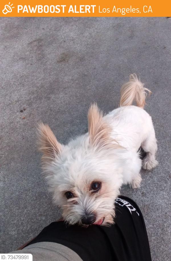 Found/Stray Male Dog last seen 5th@central, Los Angeles, CA 90013