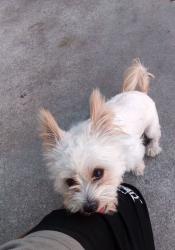 Found/Stray Male Dog last seen 5th@central, Los Angeles, CA 90013