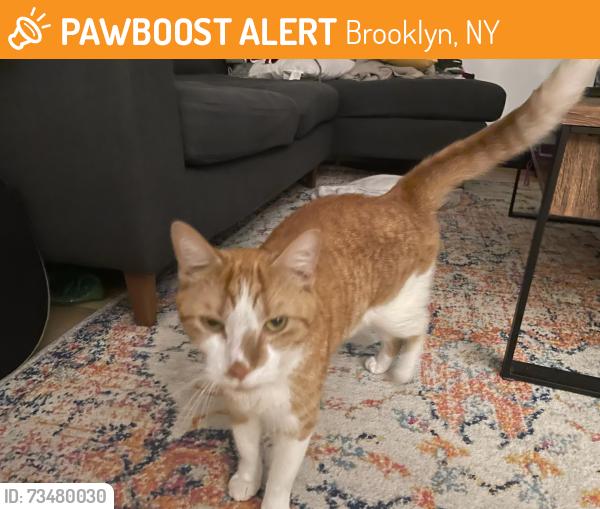 Found/Stray Male Cat last seen in front of 799 jefferson, Brooklyn, NY 11221