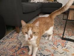 Found/Stray Male Cat last seen in front of 799 jefferson, Brooklyn, NY 11221