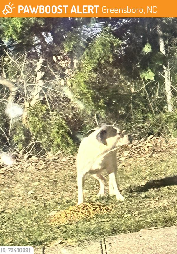 Found/Stray Female Dog last seen At Taco Bell, Greensboro, NC 27407
