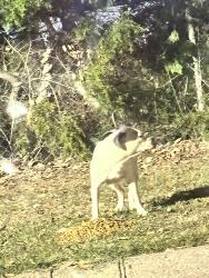 Found/Stray Female Dog last seen At Taco Bell, Greensboro, NC 27407