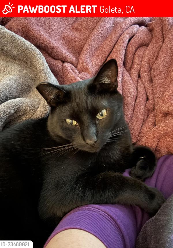 Lost Male Cat last seen San Napoli and Evergreen, Goleta, CA 93117