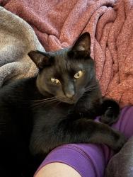 Lost Male Cat last seen San Napoli and Evergreen, Goleta, CA 93117