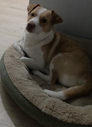 Reunited Male Dog last seen Fillyway road, Fayetteville, NC 28303