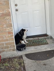 Found/Stray Male Dog last seen Hickory hollow dr, Spring, TX 77380