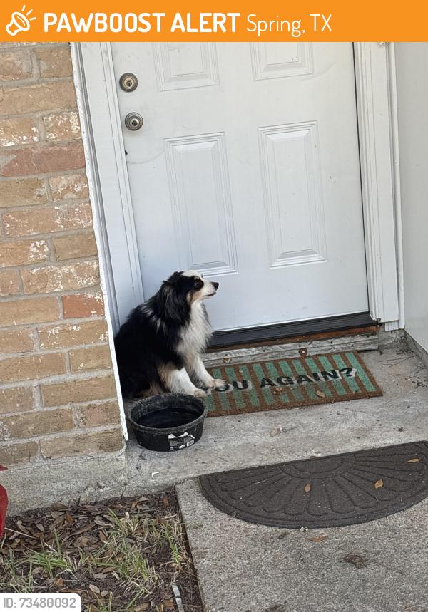 Found/Stray Male Dog last seen Hickory hollow dr, Spring, TX 77380