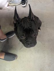 Found/Stray Male Dog last seen Florence rd and Capps Ferry Rd, Douglasville, GA 30135