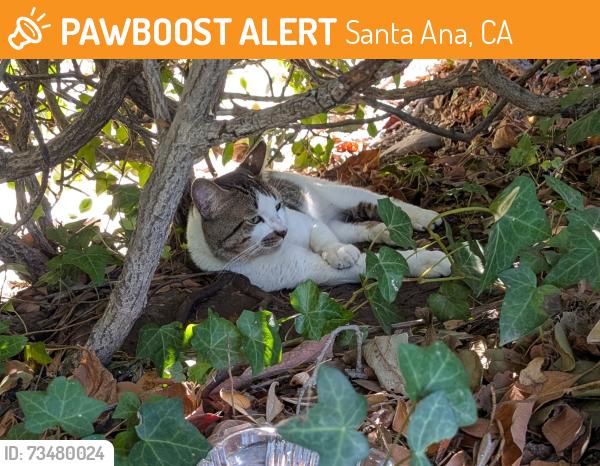 Found/Stray Unknown Cat last seen PARKCENTER AND FRUIT ST, Santa Ana, CA 92705