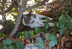 Found/Stray Unknown Cat last seen PARKCENTER AND FRUIT ST, Santa Ana, CA 92705