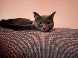 Reunited Male Cat last seen Northbridge dr, Highpoint NC, High Point, NC 27265