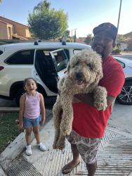 Reunited Male Dog last seen Kraemer Blvd & Alta Vista St., Placentia, CA 92870