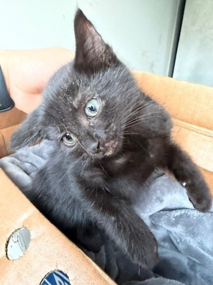 Shelter Stray Female Cat last seen I85, Exit 27, Belmont, NC, 1491 Business Park Ct, Gastonia, NC 28052, USA