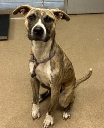 Shelter Stray Male Dog last seen Near PANOLA ROAD, 30038, GA, 3280 Chamblee Dunwoody Rd, Chamblee, GA 30341, USA