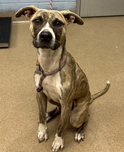 Shelter Stray Male Dog last seen Near PANOLA ROAD, 30038, GA, 3280 Chamblee Dunwoody Rd, Chamblee, GA 30341, USA