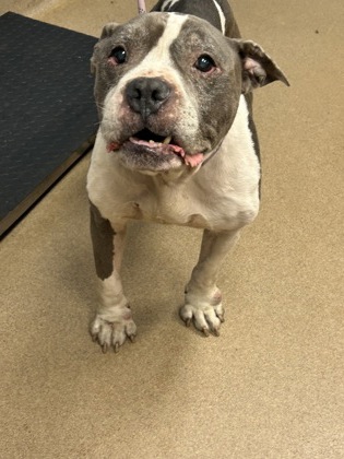 Shelter Stray Male Dog last seen Near Stone Mill Way, 30038, GA, 3280 Chamblee Dunwoody Rd, Chamblee, GA 30341, USA