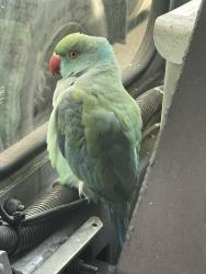 Lost Unknown Bird last seen Flatbush Ave n fenimore st, Brooklyn, NY 11225