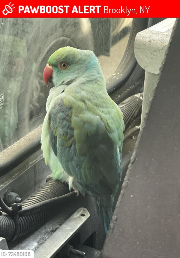 Lost Unknown Bird last seen Flatbush Ave n fenimore st, Brooklyn, NY 11225