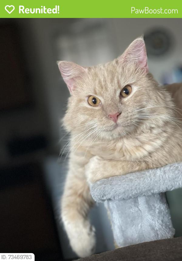Reunited Male Cat last seen Albany ave, Hartford, CT 06120