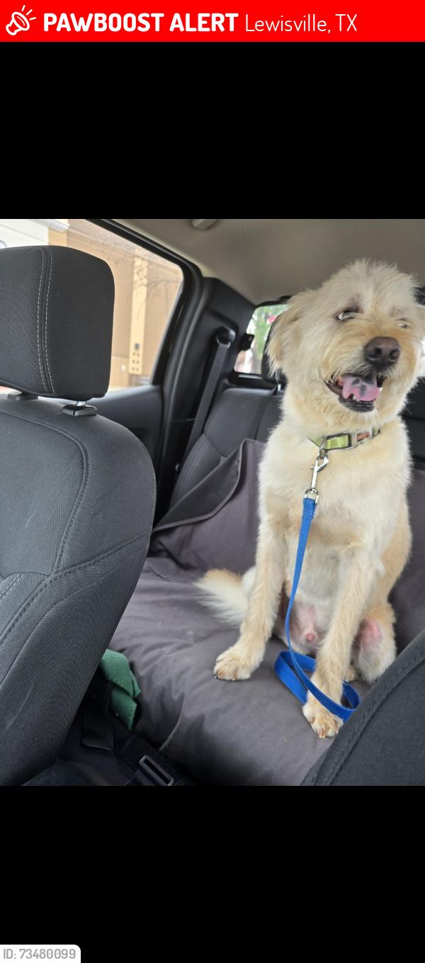 Lost Male Dog last seen Lewisville texas, Lewisville, TX 75077