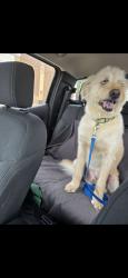 Lost Male Dog last seen Lewisville texas, Lewisville, TX 75077