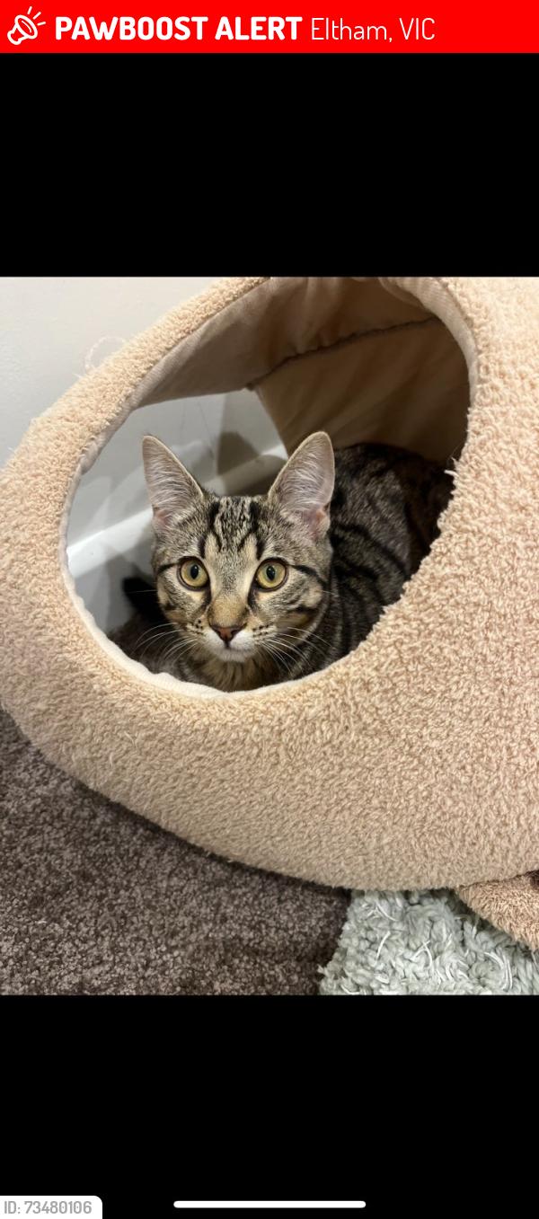 Lost Female Cat last seen Eltham east primary school, Eltham, VIC 3095