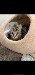 Lost Female Cat last seen Eltham east primary school, Eltham, VIC 3095