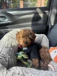 Reunited Male Dog last seen Near copper Dr, DeSoto, TX 75115