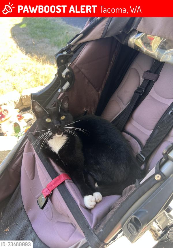 Lost Male Cat last seen Military rd sw, Tacoma, WA 98498