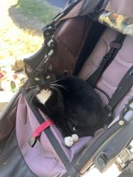 Lost Male Cat last seen Military rd sw, Tacoma, WA 98498