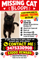Lost Male Cat last seen 53rd st Brooklyn ny 11220, Brooklyn, NY 11220