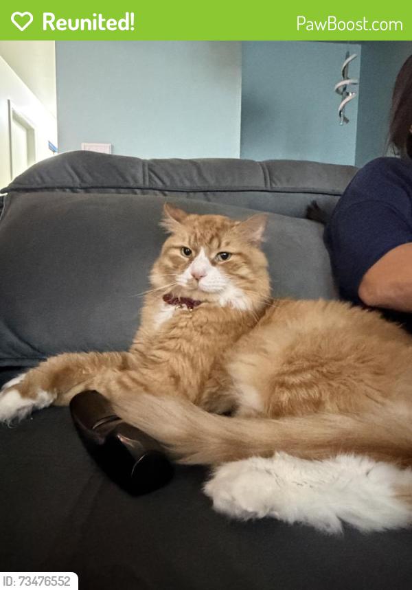 Reunited Male Cat last seen Woodside Ave Exd, Danbury, CT 06810, USA, Danbury, CT 06810