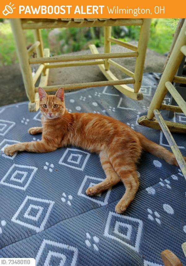 Found/Stray Unknown Cat last seen N. Wood, Wilmington, Ohio, Wilmington, OH 45177