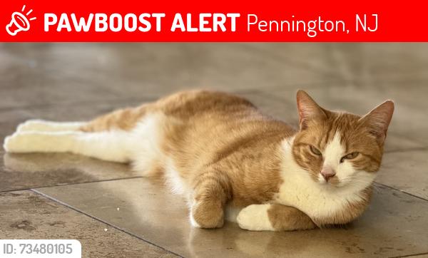 Lost Male Cat last seen N Timberlane Drive, Pennington, NJ 08534