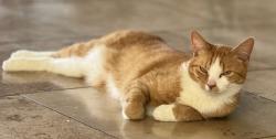 Lost Male Cat last seen N Timberlane Drive, Pennington, NJ 08534