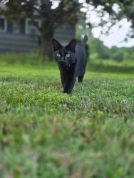 Lost Male Cat last seen Broadview assisted living, Winchendon, MA 01475