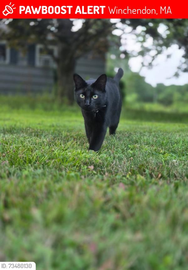 Lost Male Cat last seen Broadview assisted living, Winchendon, MA 01475
