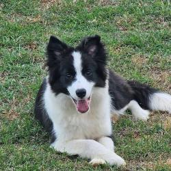 Lost Female Dog last seen Went missing from 420 Timberline Ct, Shiloh, IL. Was seen crossing Main Street in Shiloh, IL, O'Fallon, IL 62269