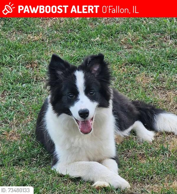 Lost Female Dog last seen Went missing from 420 Timberline Ct, Shiloh, IL. Was seen crossing Main Street in Shiloh, IL, O'Fallon, IL 62269