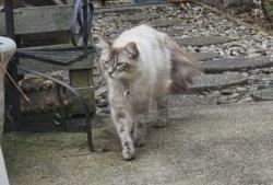 Lost Male Cat last seen Near nw astoria dr, Portland, OR 97229