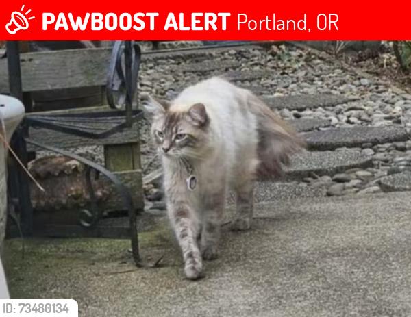 Lost Male Cat last seen Near nw astoria dr, Portland, OR 97229