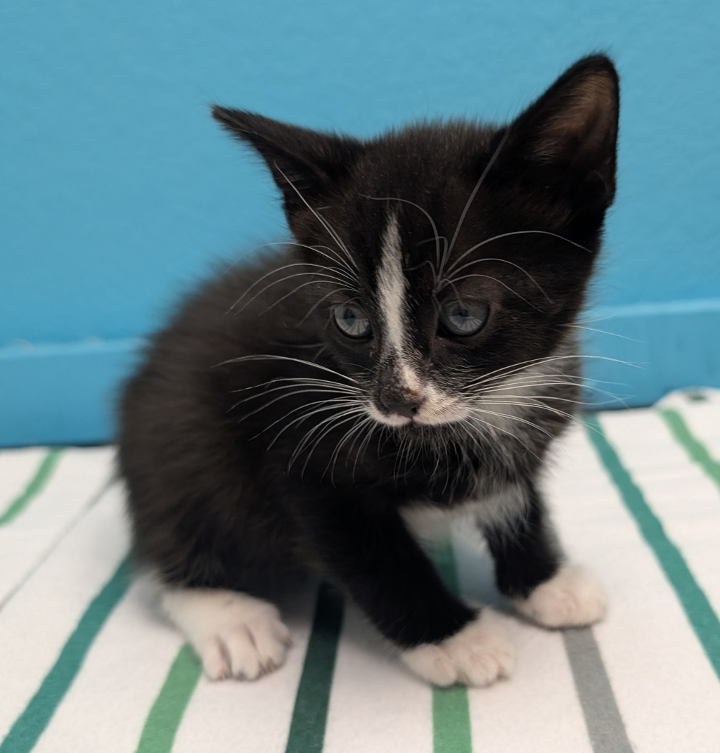 Shelter Stray Male Cat last seen N Elm Street, Escondido, CA, 92025, Escondido, CA 92027, USA