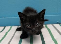 Shelter Stray Male Cat last seen N Elm Street, Escondido, CA, 92025, Escondido, CA 92027, USA
