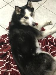 Lost Male Dog last seen Gillette, San Antonio, TX 78224