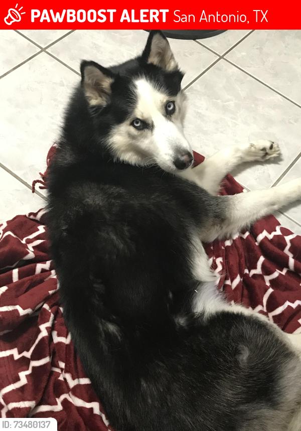 Lost Male Dog last seen Gillette, San Antonio, TX 78224