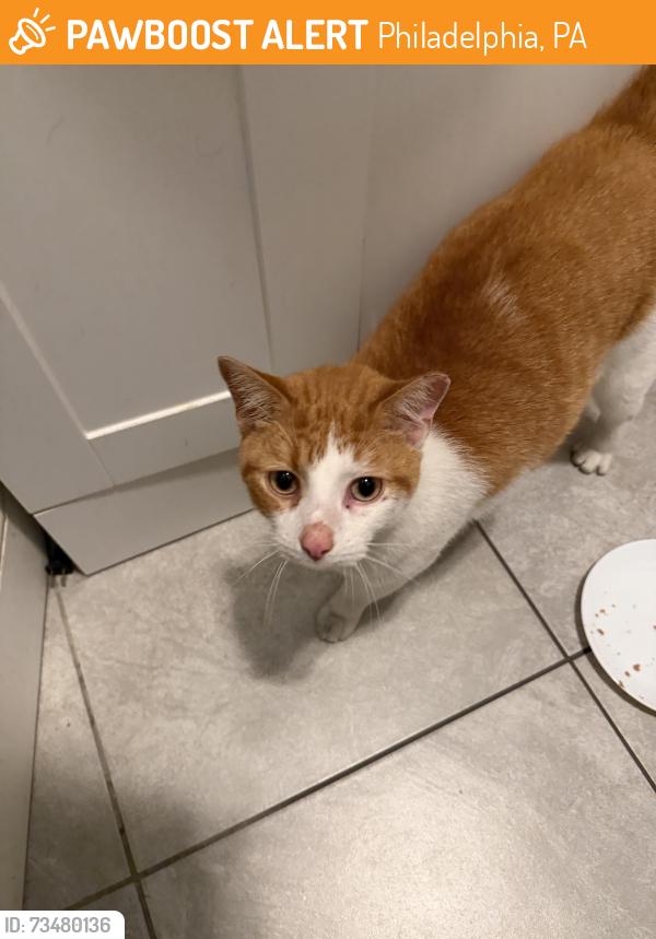 Found/Stray Unknown Cat last seen 8th and Mountain streets, Philadelphia, PA 19148