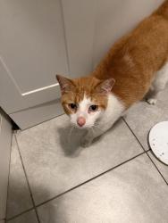 Found/Stray Unknown Cat last seen 8th and Mountain streets, Philadelphia, PA 19148